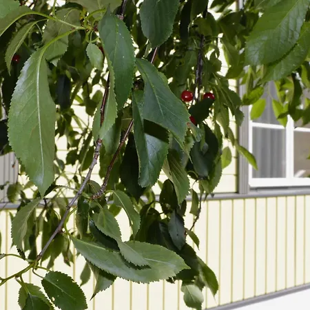 Retrovisiit Kirsi, Tiina Ja Roosi * Kärdla