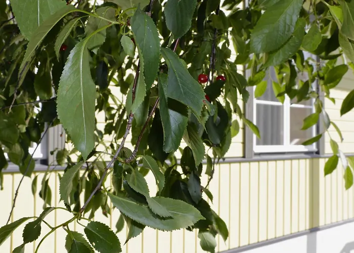 Retrovisiit Kirsi, Tiina Ja Roosi * Kärdla